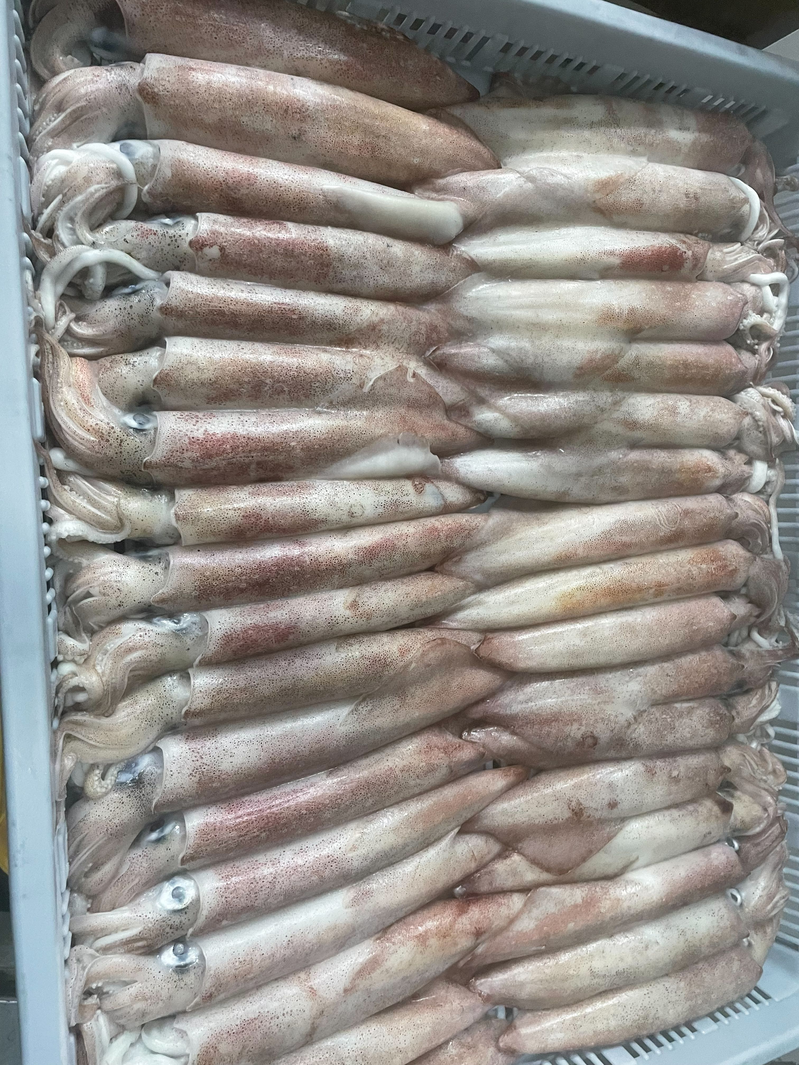 澎湖2號中卷