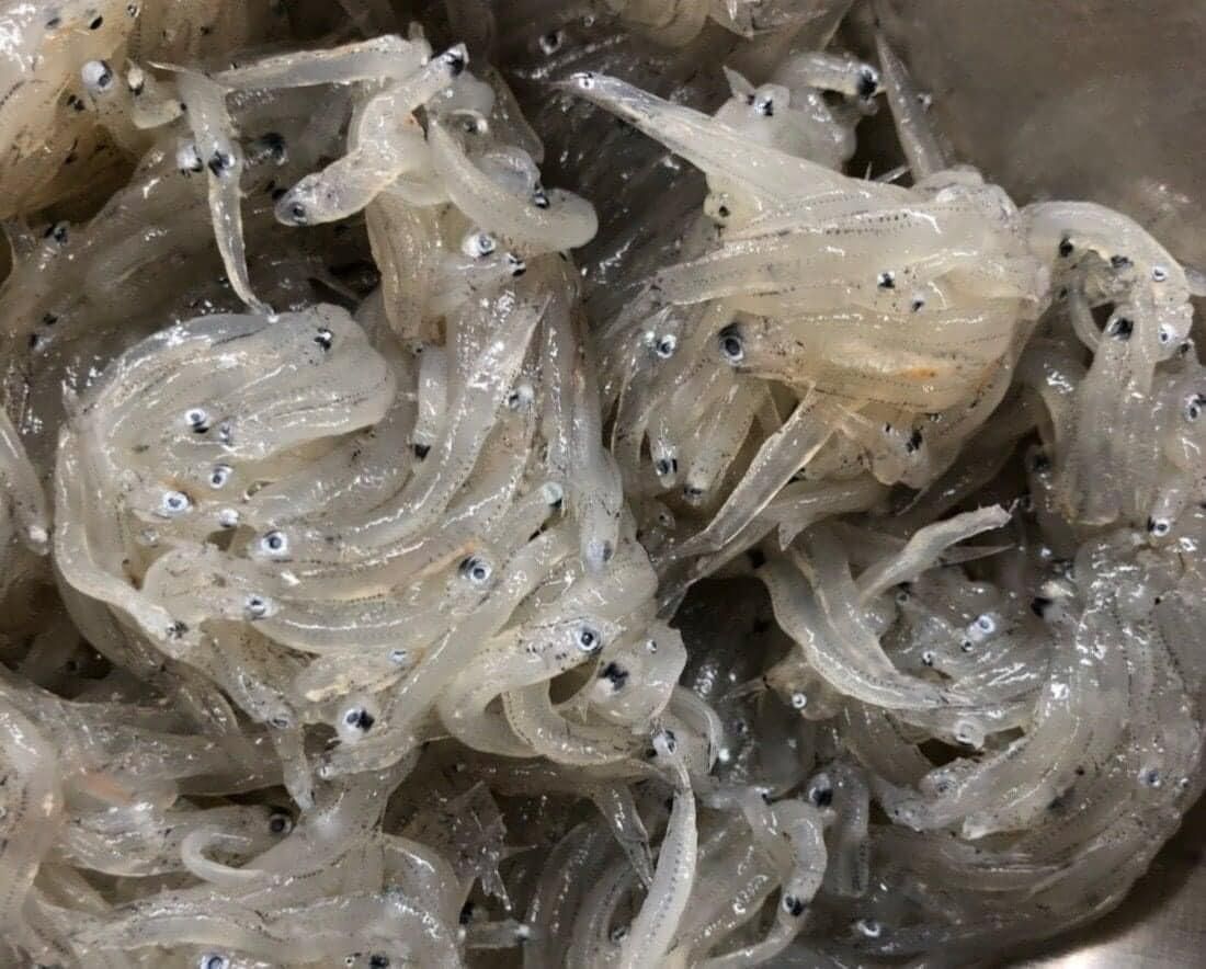澎湖野生生吻仔魚
