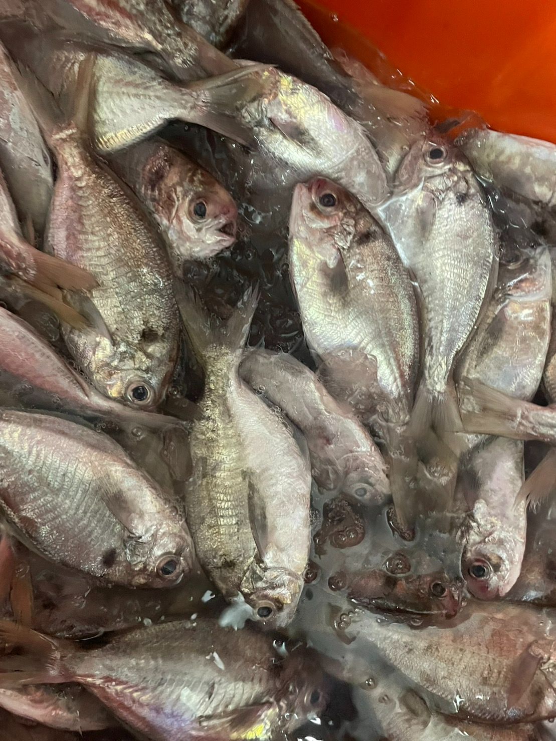 澎湖野生肉魚