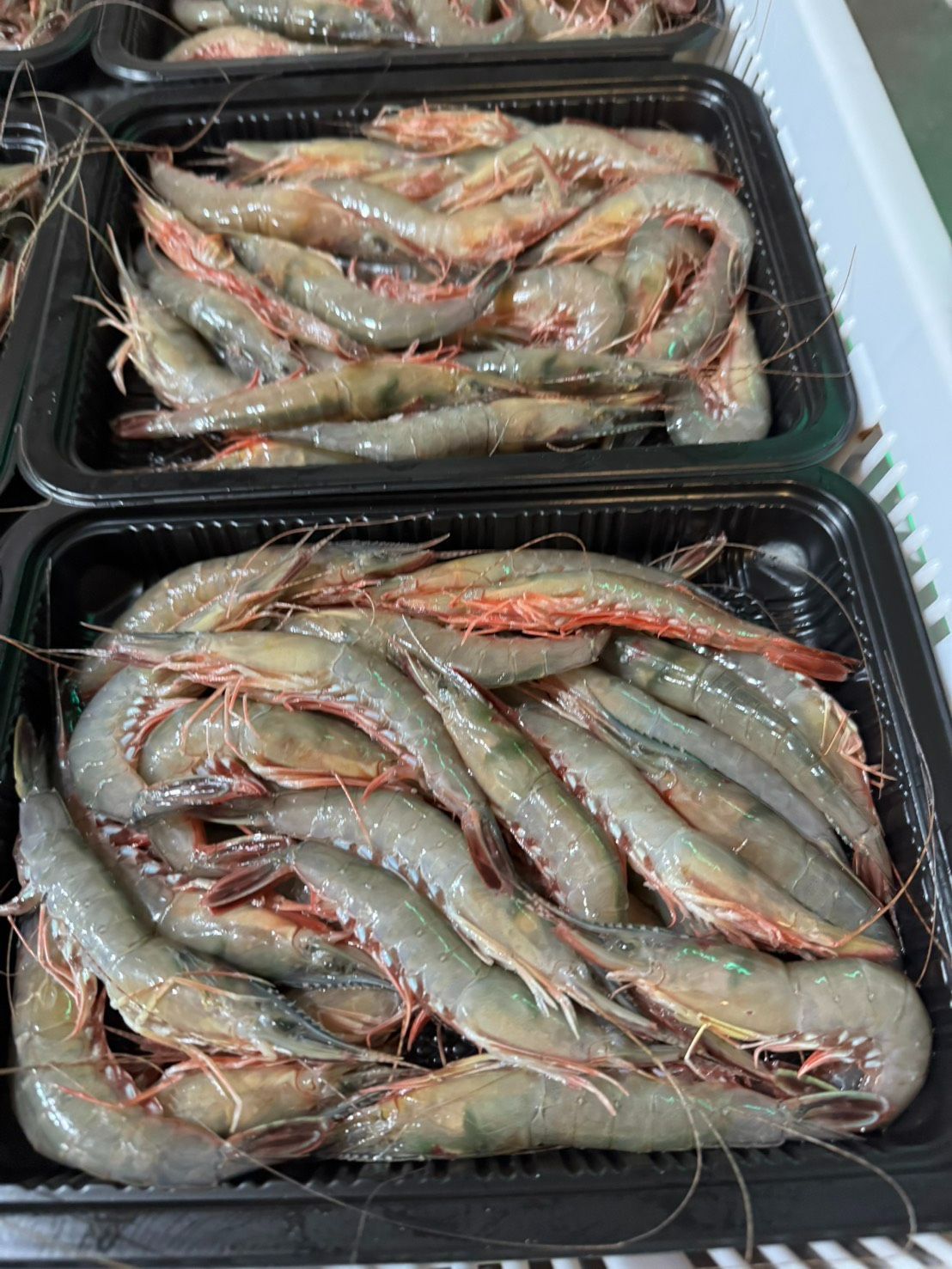 澎湖野生帶殼劍蝦