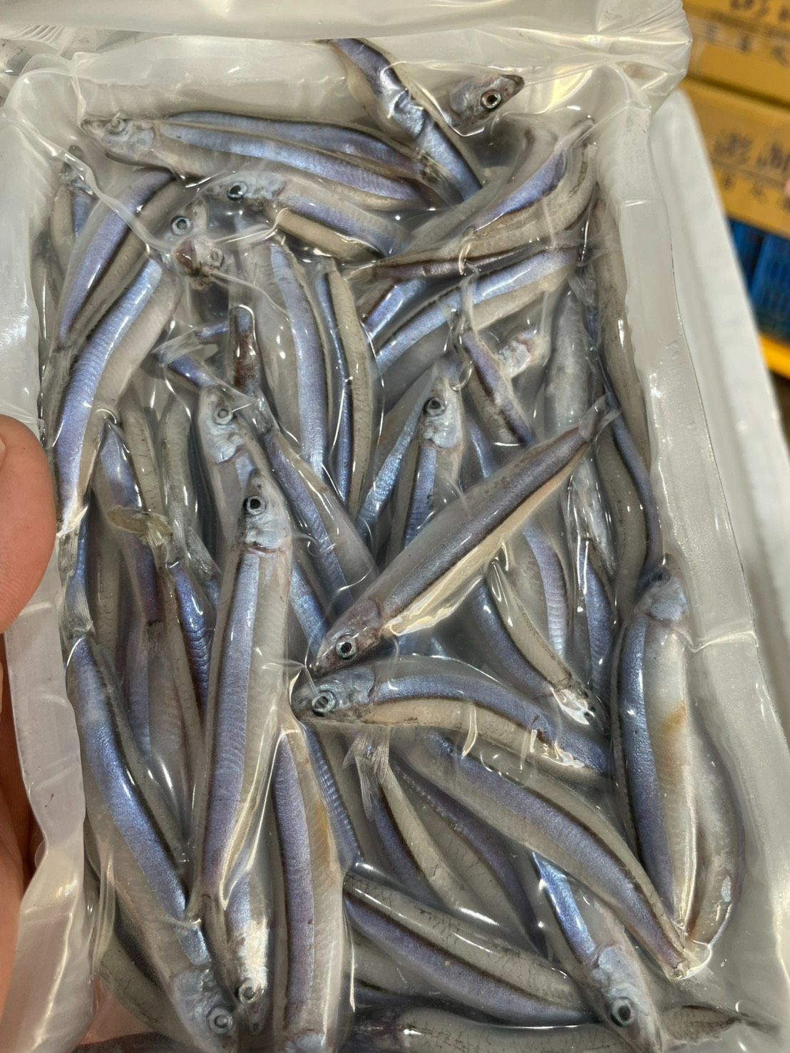 澎湖赤崁丁香魚