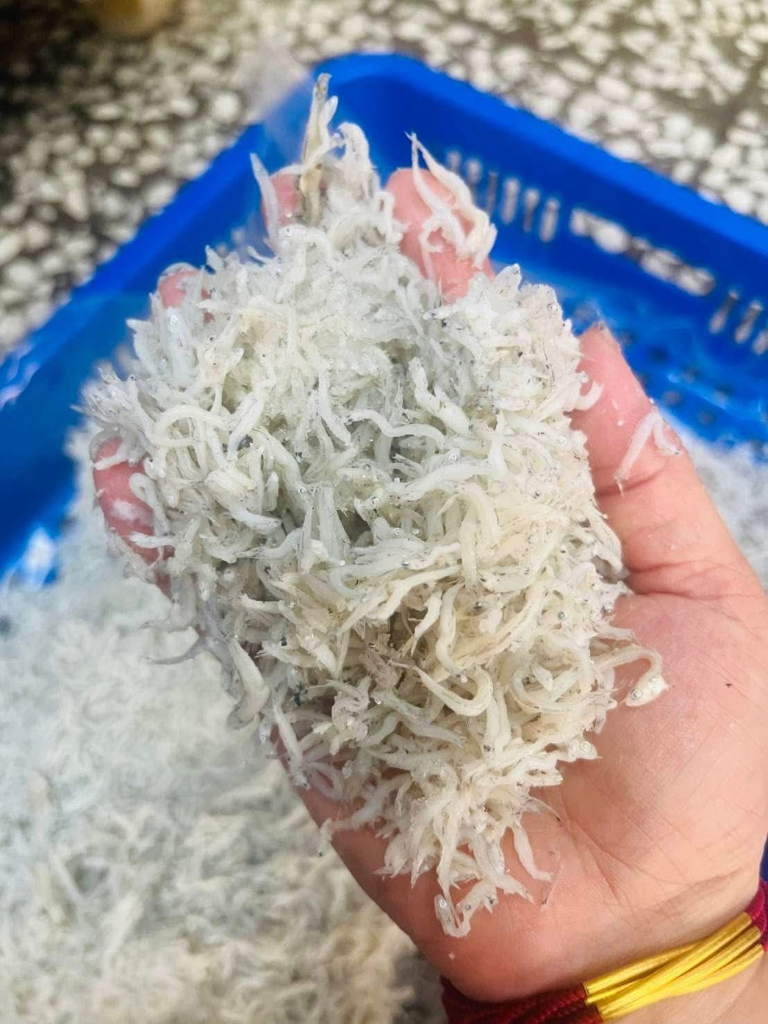 澎湖熟吻仔魚