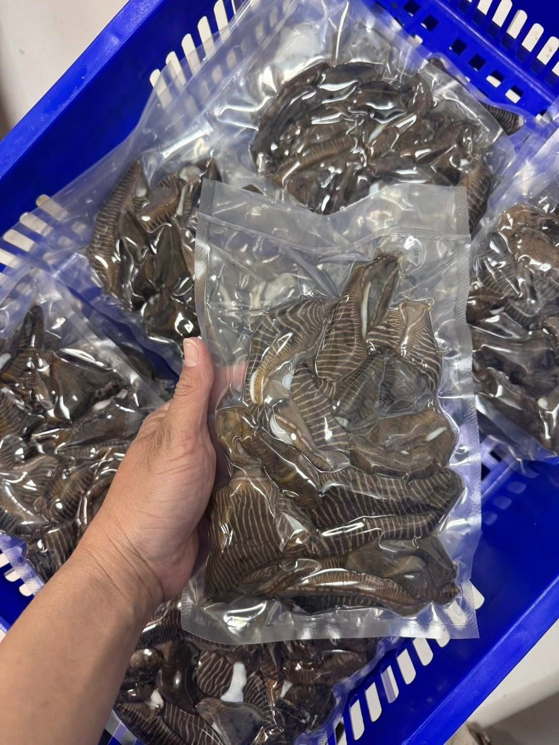 澎湖海香菇