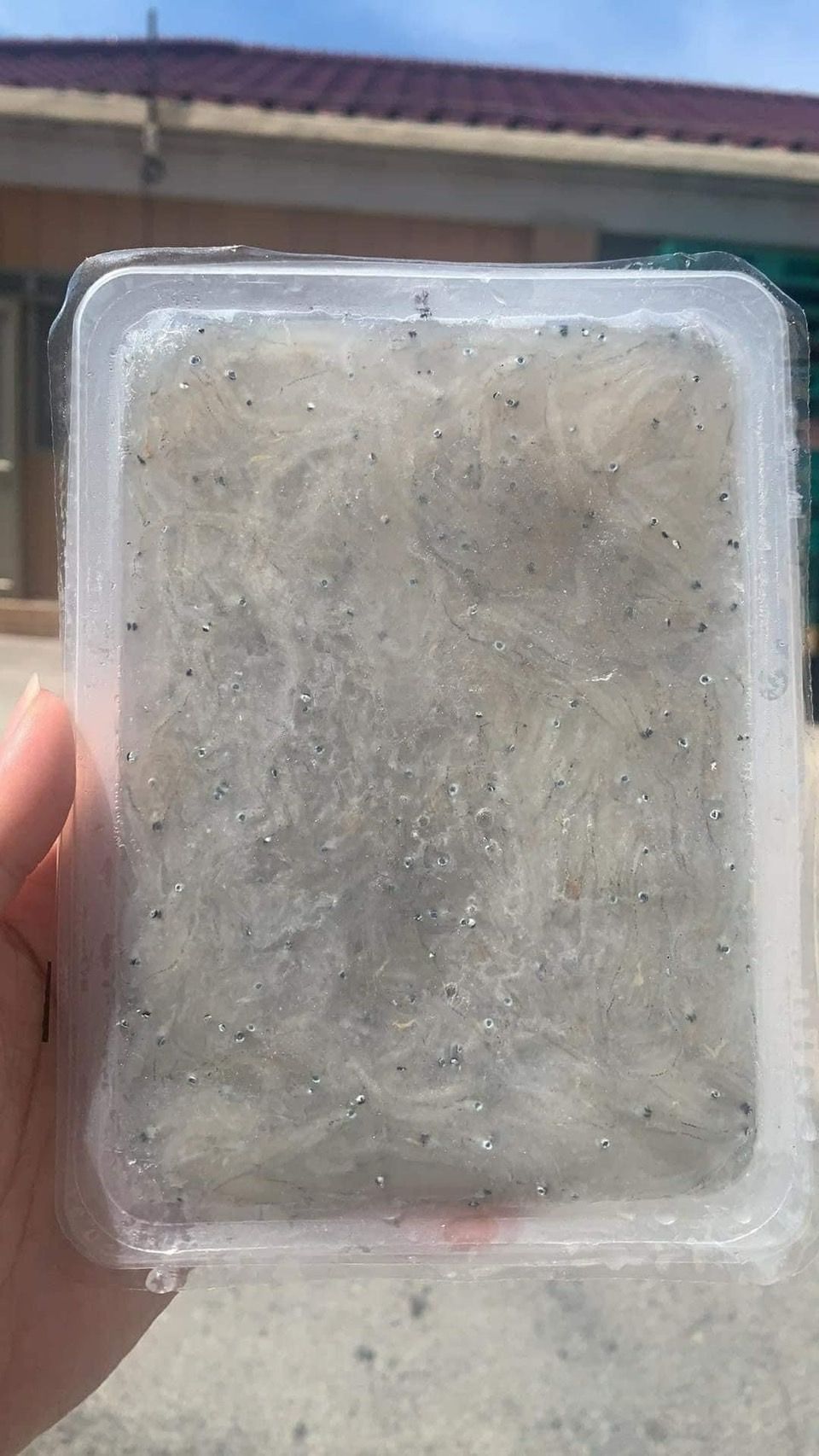 生吻仔魚