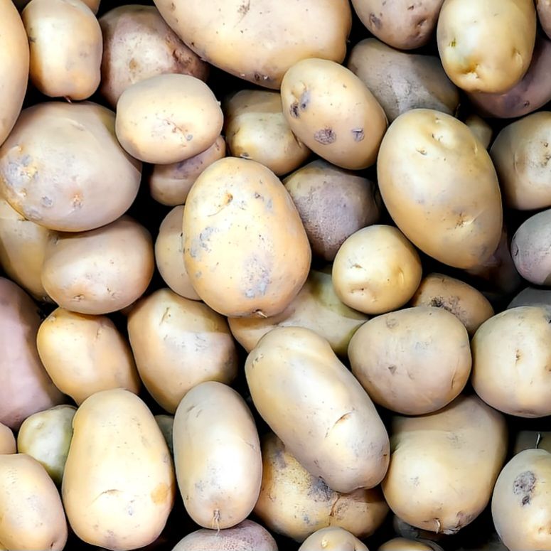 有機【黃金馬鈴薯】綿密香甜🥔現採直送✨️慈心有機驗證