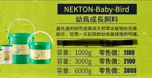 傑琳鸚鵡
