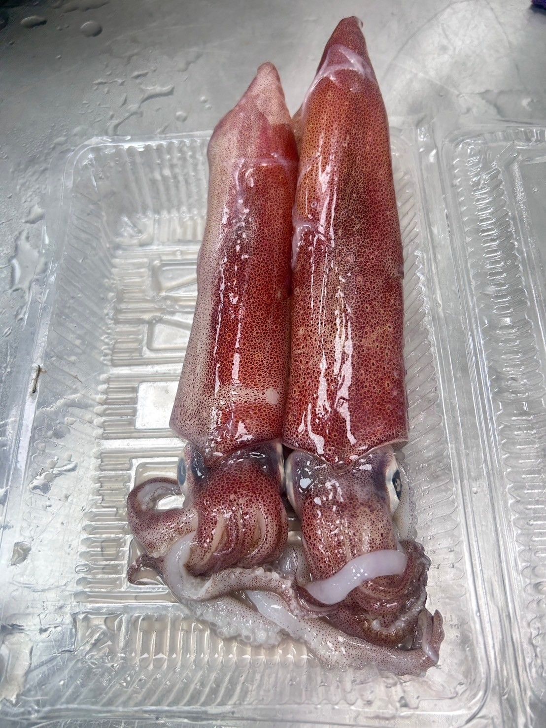 手釣野生透抽