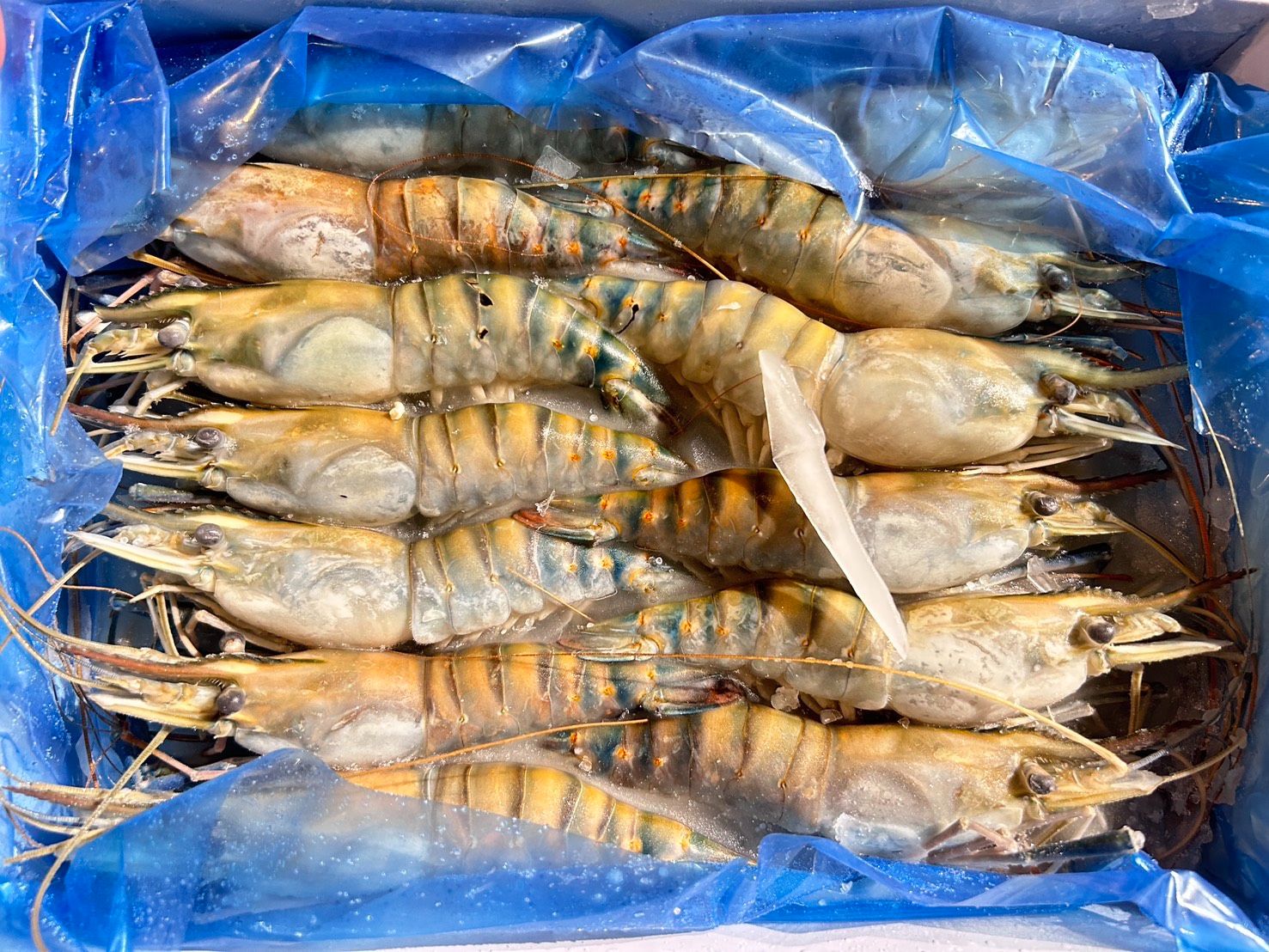 活凍 泰國蝦 13-15P