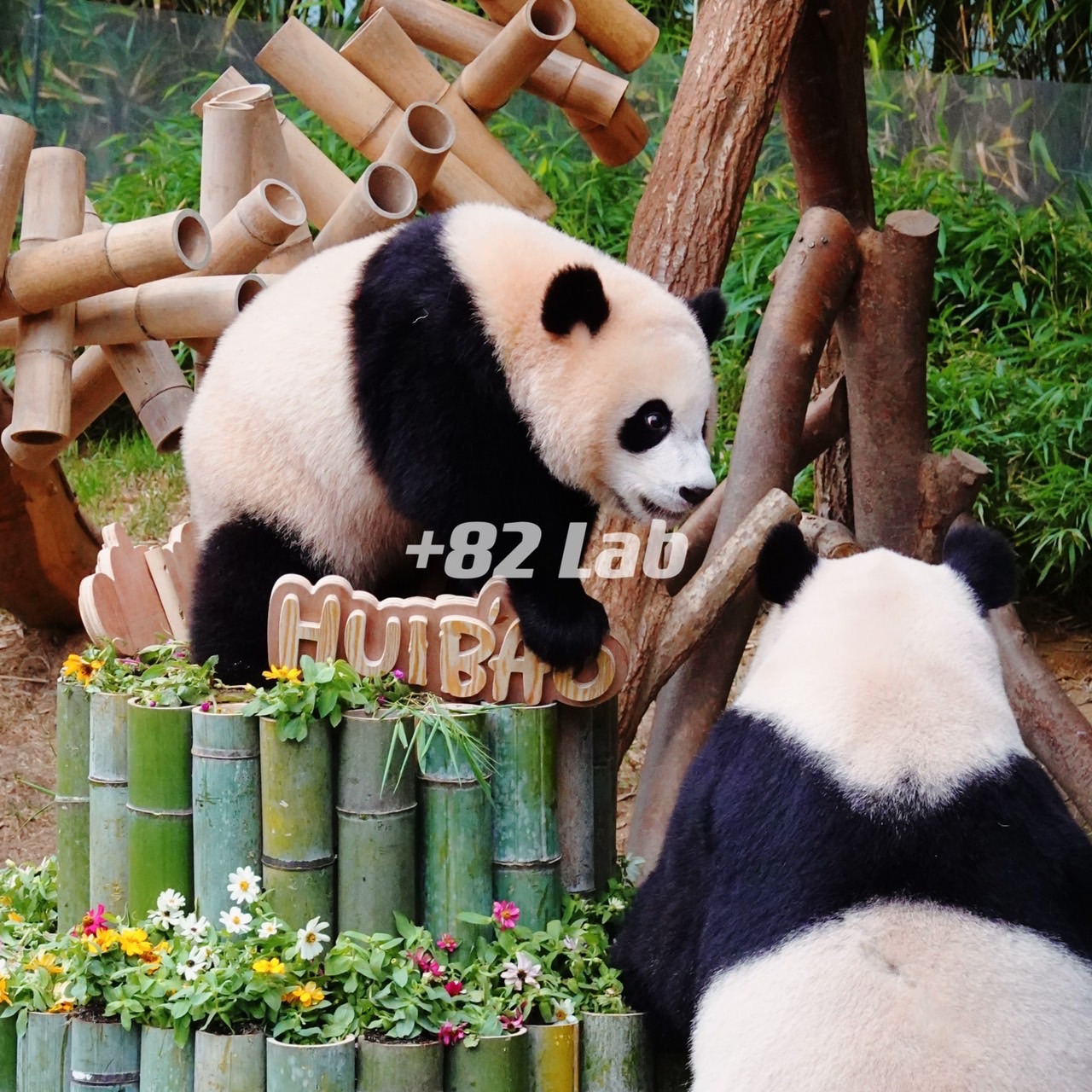 +82 Lab 韓國 🇰🇷 0707愛寶樂園連線專區