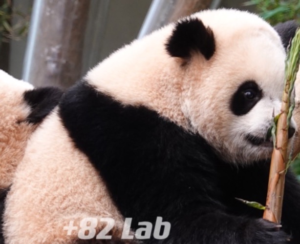 +82 Lab 韓國 🇰🇷 愛寶樂園現貨區