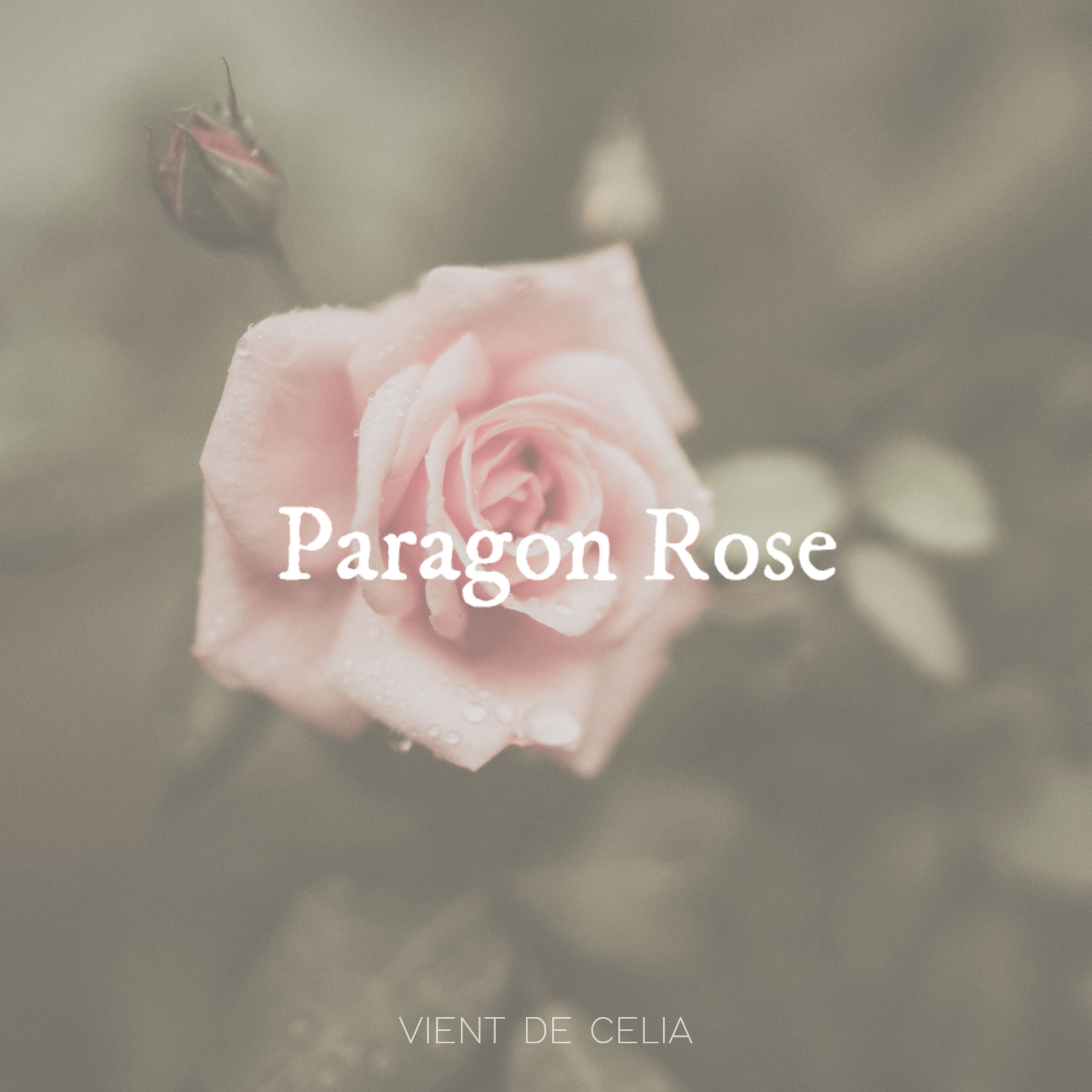 Paragon Rose 柏萊玫瑰