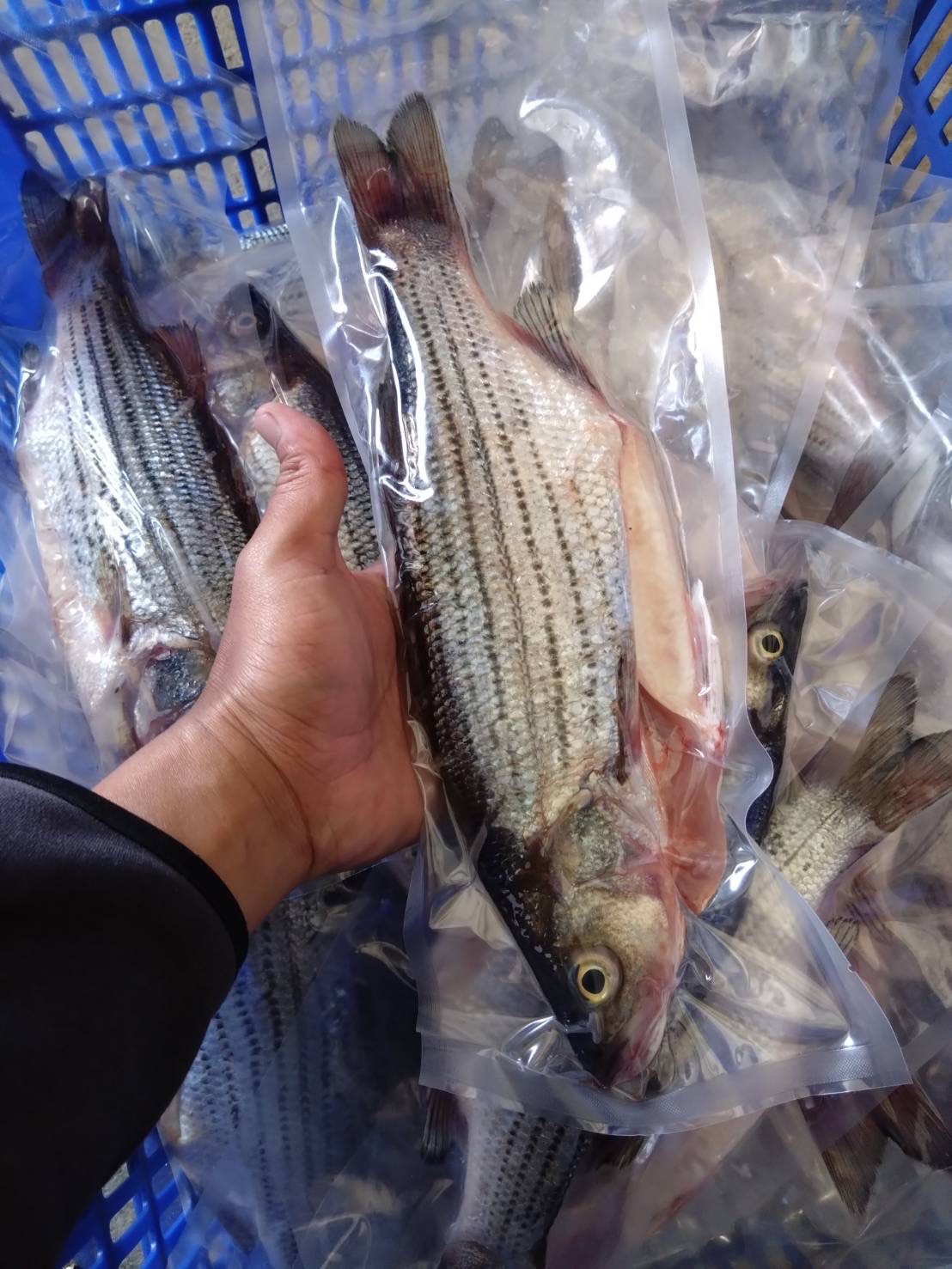 春揚水產｜銀花鱸魚｜產地直銷｜嘉義東石