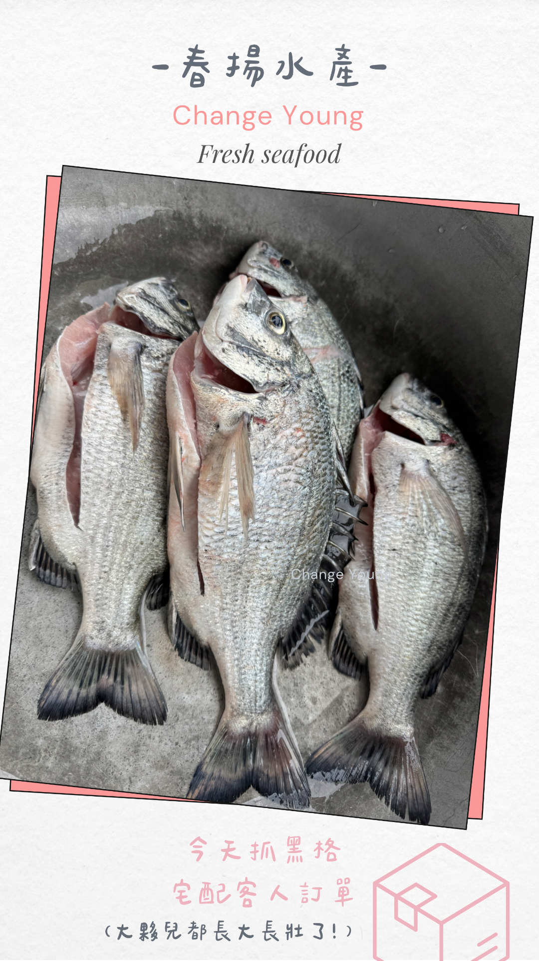 春揚水產｜黑格｜黑鯛｜約一斤｜產地直銷