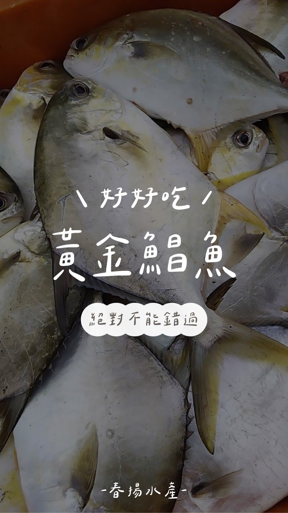 春揚水產｜季節限定｜紅衫｜黃金鯧｜年節必備
