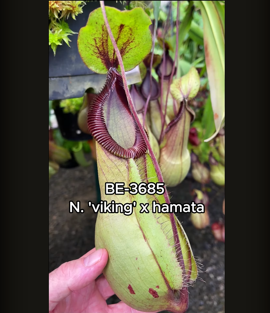 維京 x 勾唇豬籠草 N. viking x hamata BE-3685