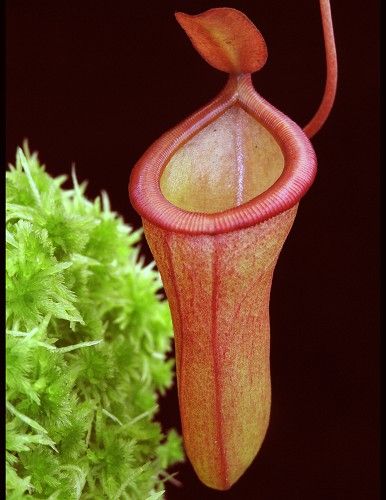 葫蘆 x 疑惑豬籠草 N. ventricosa x dubia BE-3742