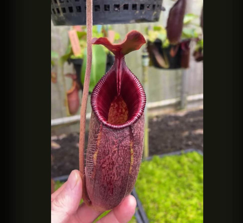 土魯斯瑪迪 x 馬兜鈴豬籠草 N. trusmadiensis x aristolochioides BE-4511