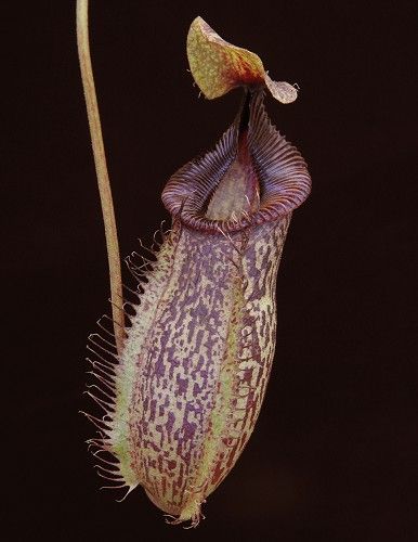 塔蘭山 x 勾唇豬籠草 N. talangensis x hamata BE-4003