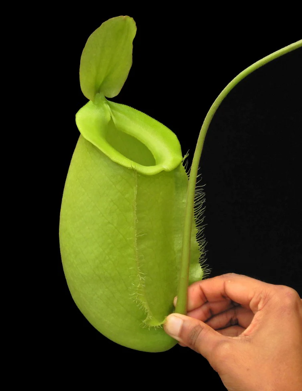 匙葉 x 蘋果豬籠草 spathulata x ampullaria BE-4050