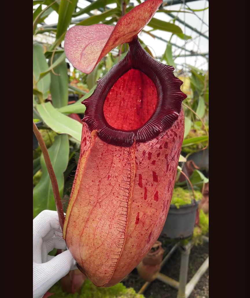 辛布亞島 x 美林豬籠草 N. sibuyanensis x merrilliana BE-3542