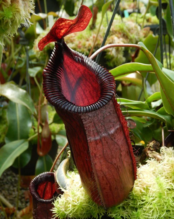 辛布亞島 x 勾唇豬籠草 N. sibuyanensis x hamata ’Lumut’ BE-3562