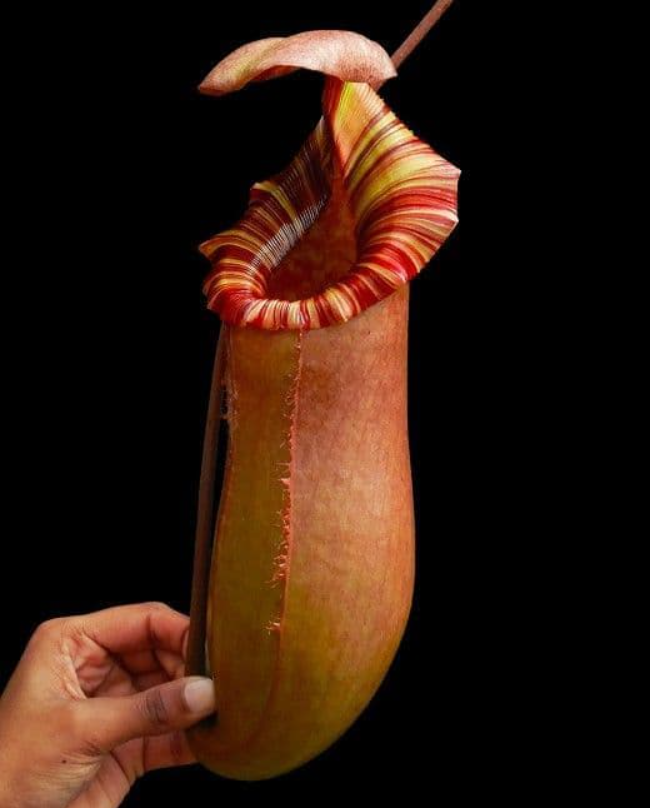 N. sibuyanensis x （veitchii x lowii） BE-4614