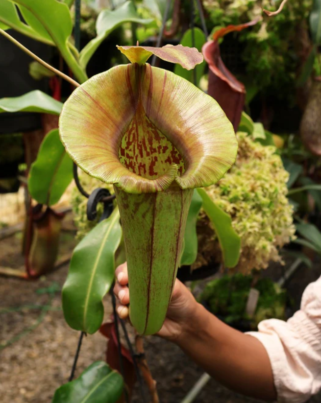 羅伯坎特利 x 賈桂琳豬籠草 N. robcantleyi x jacquelineae BE-4028