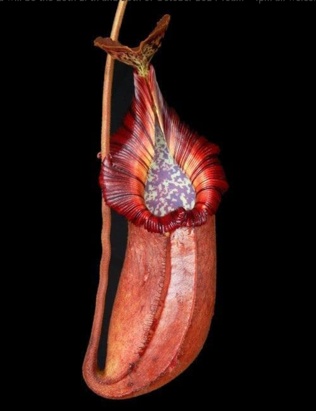 N. robcantleyi x （burbidgeae x villosa）BE-4023