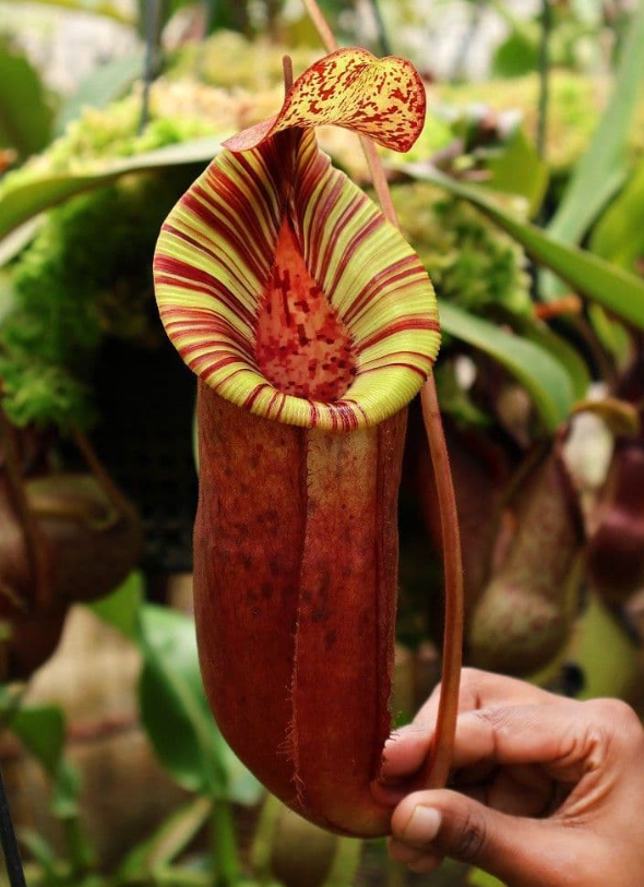 N. （veitchii x lowii） x （burbidgeae x villosa） BE-3980