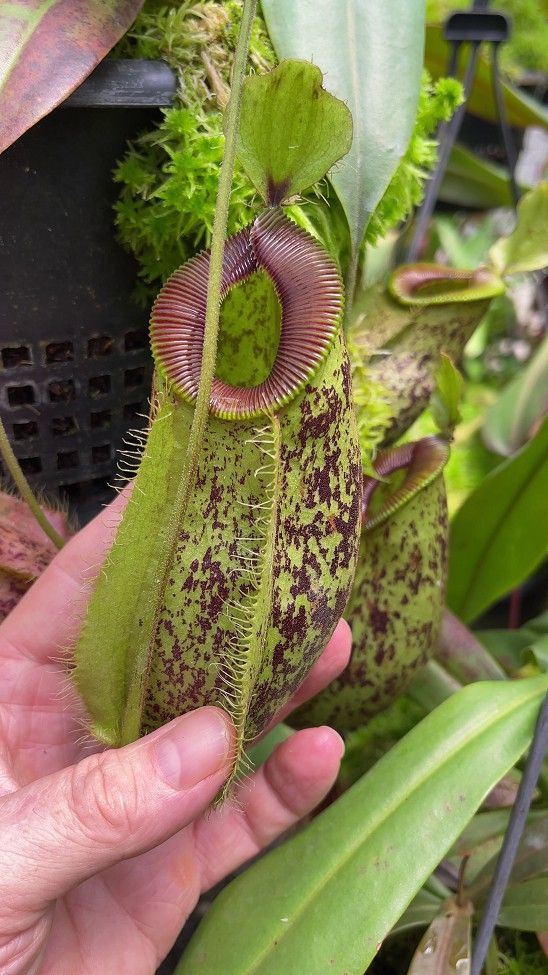 蘋果 x 勾唇豬籠草 N. ampullaria x hamata BE-4631