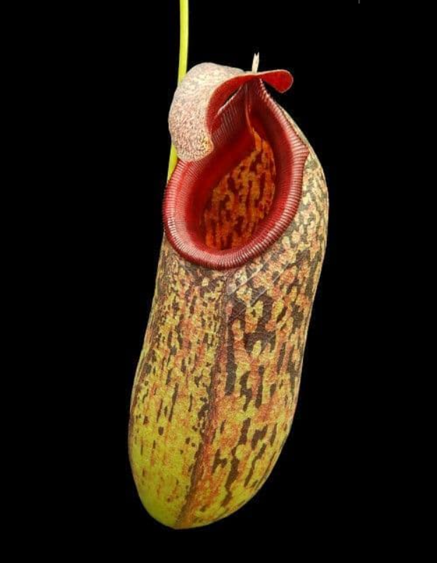 馬兜鈴 x 布凱豬籠草 N. aristolochioides x burkei BE-3832