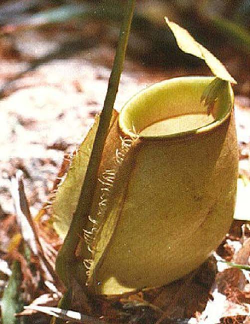 二齒 x 蘋果豬籠草 N. bicalcarata x ampullaria BE-3033