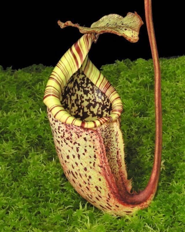 豹斑豬籠草 N. burbidgeae ‘Pig Hill’ BE-3848