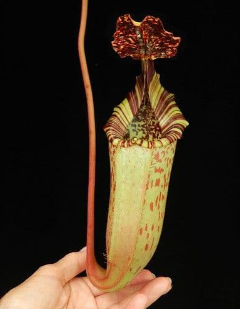 豹斑 x （維奇 x 勞氏） N. burbidgeae x （veitchii x lowii） BE-3993