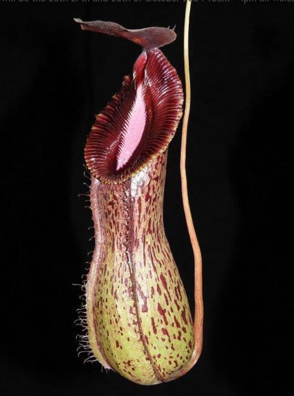 布凱 x 勾唇豬籠草 N. burkei x hamata BE-3747