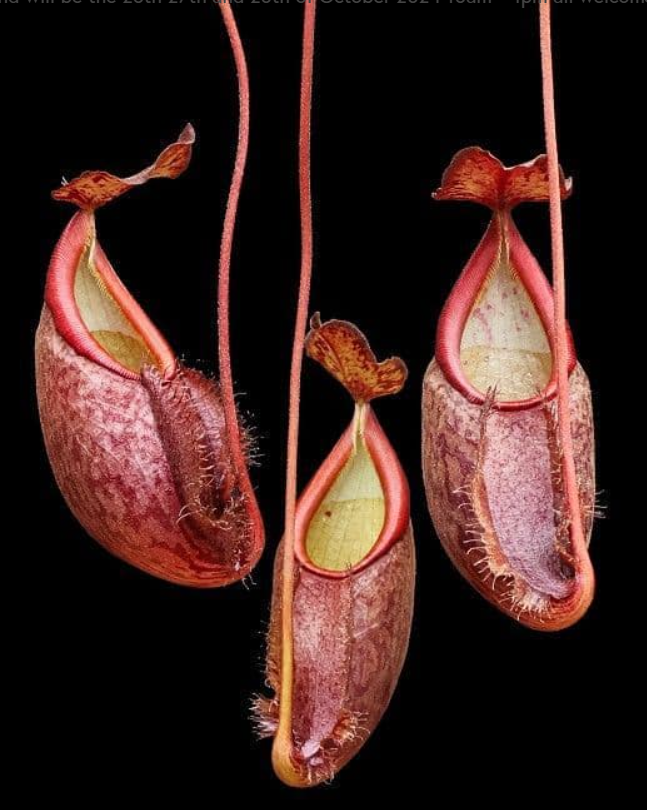 裸瓶豬籠草 N. gymnamphora-Talakmau BE-4059