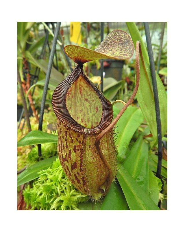勾唇 x 細豬籠草 N. hamata Tambusisi x tenuis BE-4514