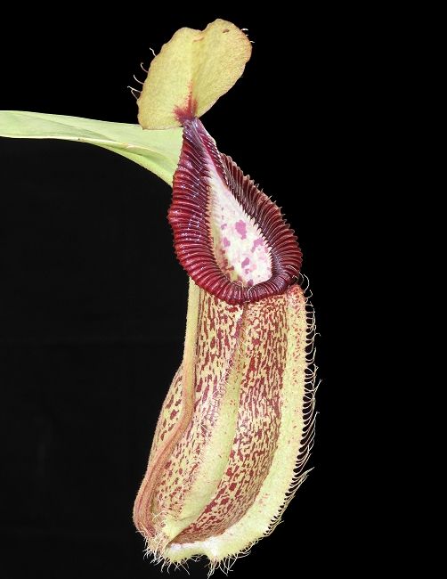 勾唇 x 羅伯坎特利豬籠草 N. hamata x robcantleyi BE-3755