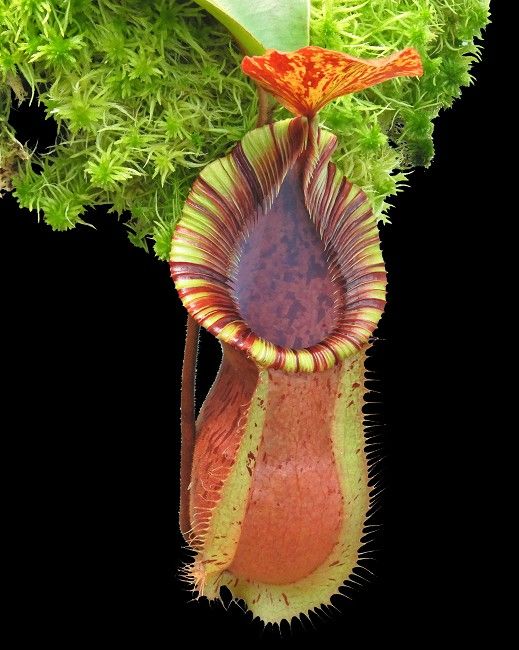 勾唇 x 維奇豬籠草 N. hamata x veitchii BE-3943