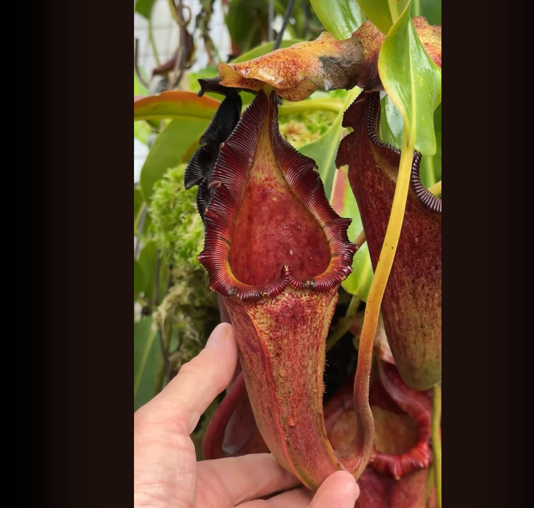 大 x 土魯斯瑪迪豬籠草 N. maxima x trusmadiensis BE-3709
