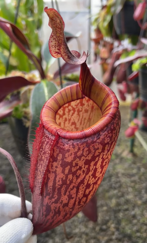 佩塔塔 x 艾登堡豬籠草  N. peltata x attenboroughii BE-4601