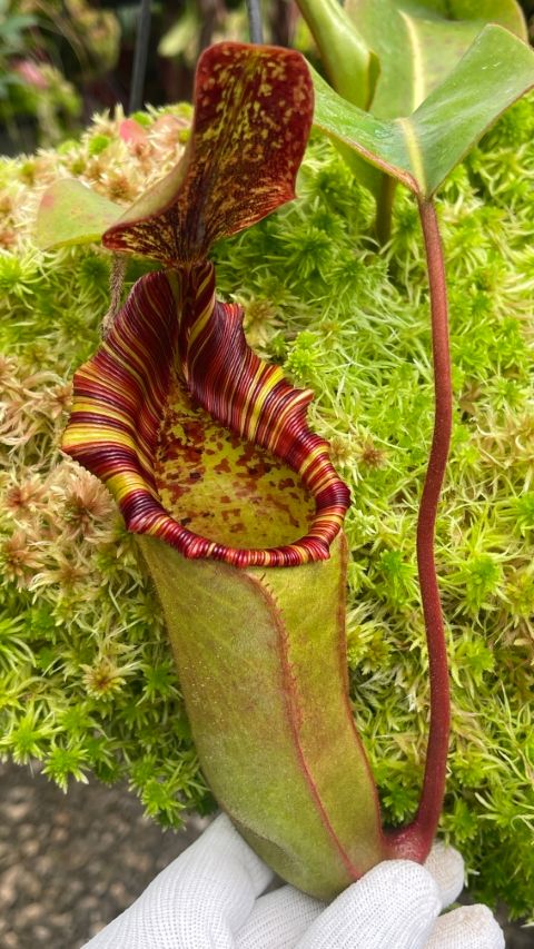 維奇 x 勞氏豬籠草N. veitchii x lowii F2 BE-4006