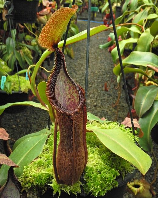 勾唇 x 寶特瓶 N. hamata ’Tambusisi’ x truncata ’Pasian’ BE-4564