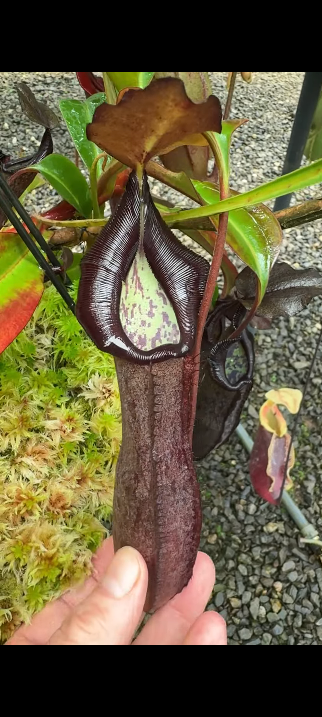 大 x 岔刺豬籠草N. maxima x ramispina BE-3740