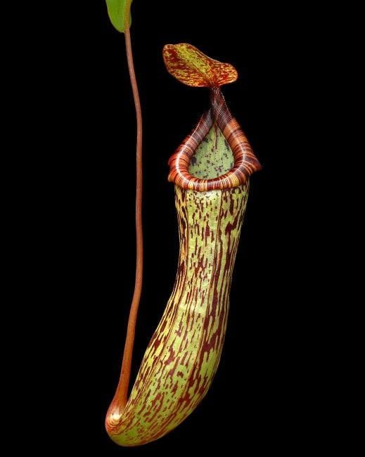 佛氏 x 葫蘆豬籠草 N. vogelii x ventricosa BE-4593