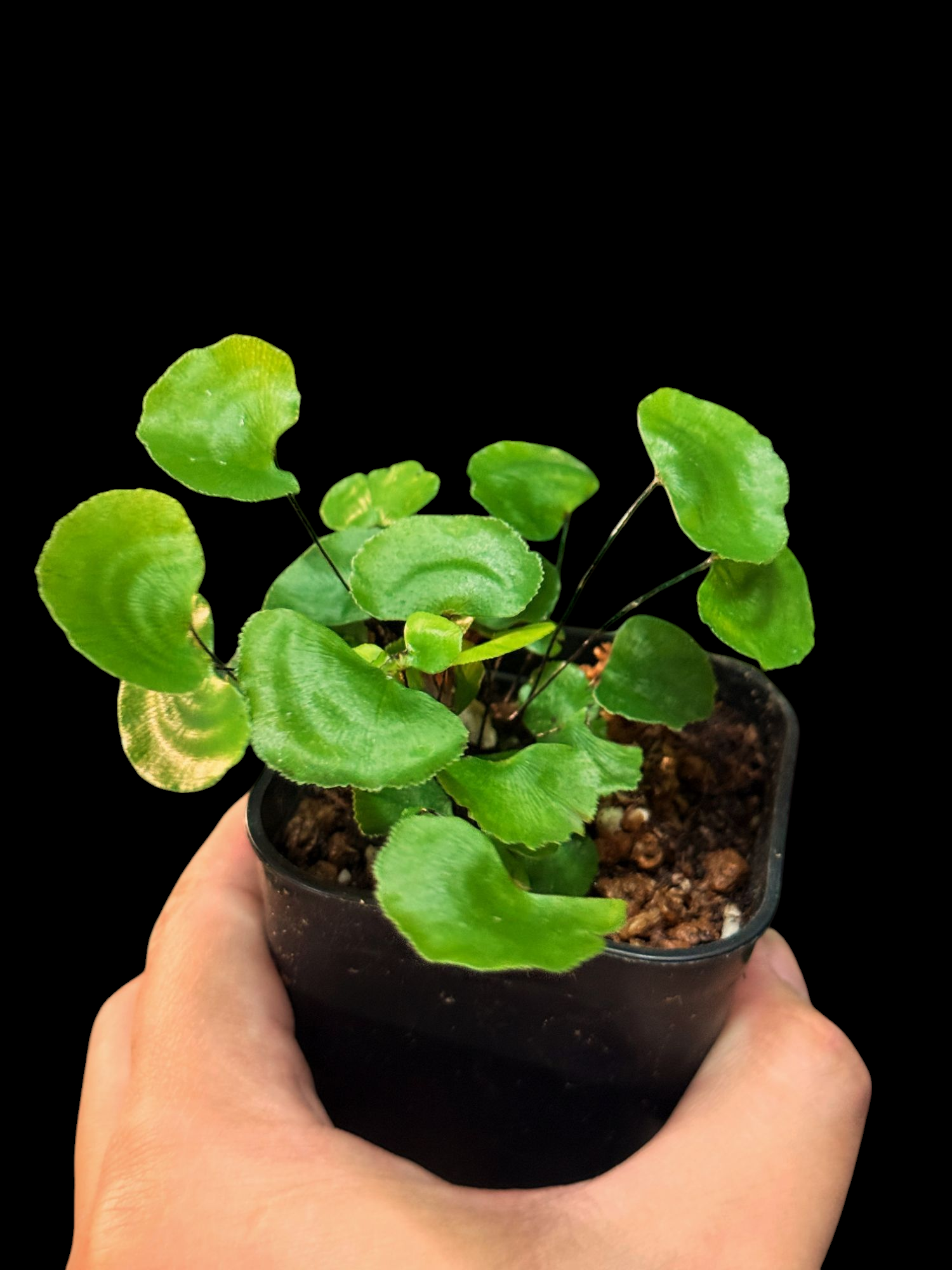 荷葉鐵線蕨 Adiantum reniforme