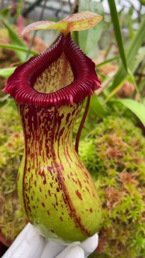 葫蘆豬籠草 Nepenthes ventricosa Madja-as BE-3278