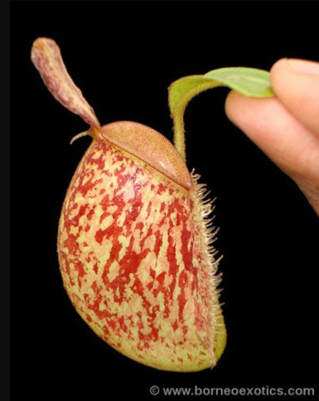 蘋果豬籠草N. ampullaria Bronze Nabire BE-3304
