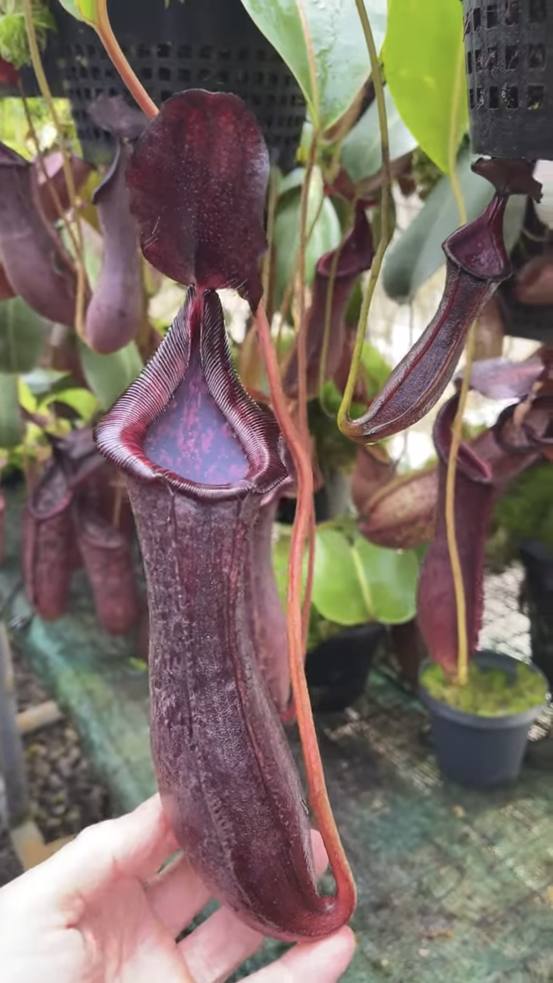 包希交勞氏豬籠草 N. boschiana x lowii BE-4067
