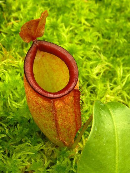 蘋果交風鈴豬籠草 N. ampullaria x campanulata BE-3840